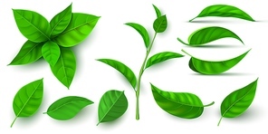 Realistic 3d fresh tea green leaves and branches. Flying tree leaf. Tea or mint plant elements. Ecology, nature and vegan symbol vector set. Botanical seedling and sprouts for drink
