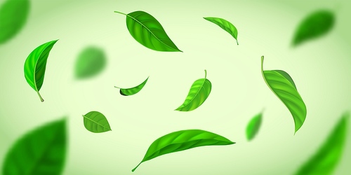Realistic background with green tea leaves flying in wind. Nature fresh effect with herbal leaf in air. Organic tea plantation vector banner. Foliage in motion falling down, blowing wind