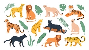 big feline family animals, tiger, lion, cheetah and leopard. wild s savanna and tropical forest. jaguar panther flat vector set. cheetah and tiger, lion and leopard, feline predator illustration