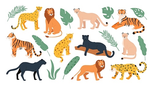 big feline family animals, tiger, lion, cheetah and leopard. wild s savanna and tropical forest. jaguar panther flat vector set. cheetah and tiger, lion and leopard, feline predator illustration