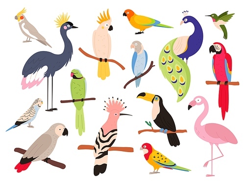 Flat parrots and tropical jungle birds flying and sitting. Macaw, parakeet, ara and colombia exotic parrot. Toucan and emu bird vector set. Illustration of parrot sitting on tree in paradise