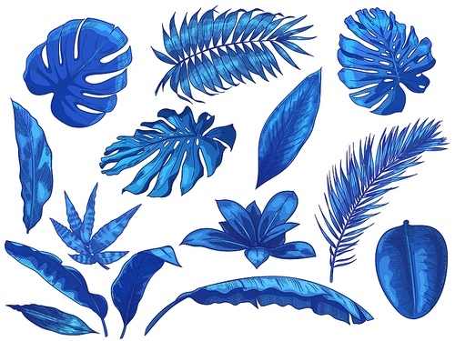 Blue tropical leaves. Exotic palm tree leaf, botanical monstera and floral isolated vector illustration set. Summer floral monstera, jungle palm natural