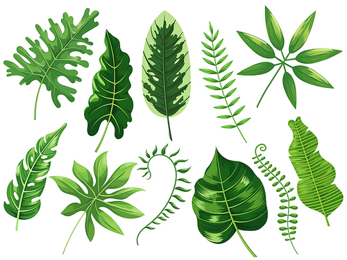 Tropical leaves. Exotic tropic leaf, botanic rainforest and tropics travel leafs painting. Botanical plants ficus, philodendron green leaf. Cartoon vector isolated illustration icons set