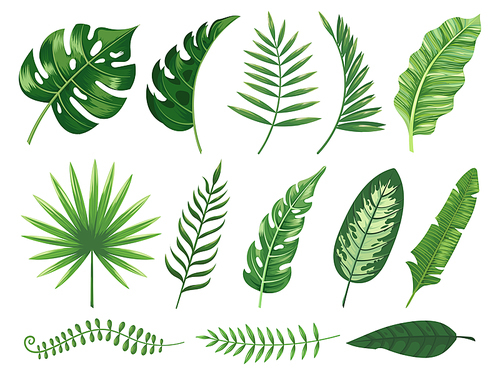 Exotic tropical leaves. Monstera plant leaf, banana plants and green tropics palm leaves. Jungle palms forest flora nature tropic leaves isolated vector illustration icons set