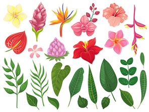 Tropical flowers. Tropics flower leaves, summer leaf on branch and tropic wild plants leafs. Bali flowers, exotic caribbean leaves or planting paradise. Vector illustration isolated icons set