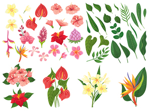 Tropical flower. Tropic forest flowers, exotic tropics plants leaves and flowering branch. Heliconia leafs, bali forest flower or hawaii flora. Vector illustration isolated symbols set