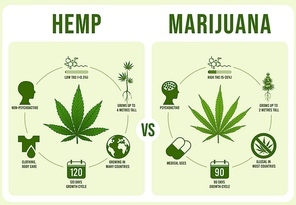 Hemp vs Marijuana infographics. Cannabis leaf, low and hight THC vector illustration. Modern banner or poster template with comparison of legal and illegal plant cultivars. Weed types distinction.