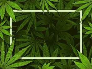 Green hemp frame. Marijuana leafs border, medical drugs and cannabis decoration vector illustration background. Rectangular backdrop decorated by foliage of wild medicinal plant, ganja vegetation.