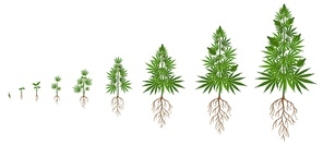 Hemp plant growth cycle. Cannabis cultivation, planting marijuana seeds and hemps plants stages of growth vector illustration. Ganja life development or vegetation steps - sprout, seedling, bloom.