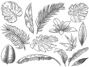 Hand drawn tropical leaves. Sketch tropic plants leafs, hand drawn exotic floral leaf vector illustration set. Exotic outline, line tropic botanical monstera