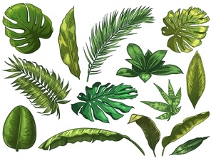 Green tropical leaves. Hand drawn rainforest nature leaf, color sketched monstera leaves vector illustration set. Green leaf summer, plant palm tree