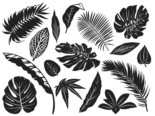 Tropical leaves silhouette. Palm tree leaf, coconut trees and monstera leafs black silhouettes vector illustration set. Monochrome silhouette black tropical jungle greenery