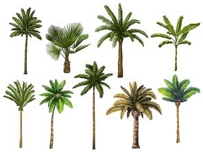 Colourful hand drawn palm tree. Retro tropical coconut trees, vintage miami palms vector illustration set. Tropical tree palm, green floral botanical
