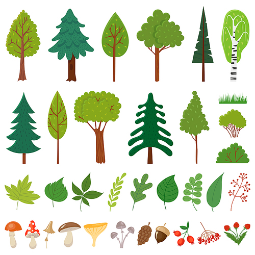 Forest trees. Woodland tree, wild berries plants and mushroom. Forests floral elements or wood botanical icons, pine oak birch trees, mushrooms and different leaves. Vector isolated sign set