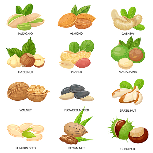 Nuts and seeds. Raw peanut, macadamia nut and pistachio snacks. Plant seeds, healthy cashew and sunflower seed. Almond, walnut and peanut vegetarian food isolated vector icons set