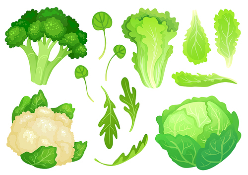 Cartoon cabbages. Fresh lettuce leaves, vegetarian diet salad and healthy garden green cabbage. Cauliflower head, broccoli or diet fresh vegetarian cooking greens vector illustration