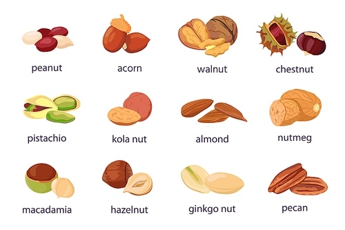 Cartoon nuts. Walnut, hazelnut, pistachio and peanut icon. Healthy organic almond, acorn, ginkgo and kola nut. Food natural snack vector. Illustration peanut and natural seed, hazelnut and pistachio