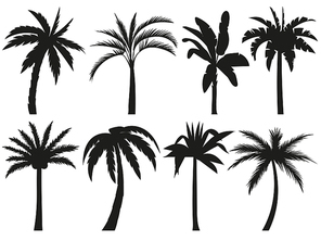 Palm trees silhouettes. Tropical leaves, retro palms tree and vintage silhouettes. Coconut palm, exotic lush sketch or hawaii coco palms. Vector illustration isolated icons set