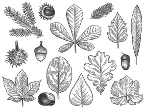 sketch fall leaves. outlined autumn forest plants foliage such as october oak, acorn and chestnut, maple leaf vintage hand drawn etch vector rustic set isolated on white .