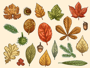Hand drawn autumn leaves. Color falling forest foliage, october oak, acorn and chestnut, maple leaf vintage etching vector rustic set. Detailed seasonal botanic elements for decoration