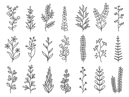 Doodle plants. Linear decorative forest branches with leaves and flowers, floral cartoon sketches for greeting cards and invitation. Vector isolated set. Wild botanical herbs for minimalistic design