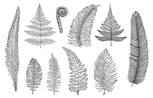 Hand drawn fern. Monochrome sketch of forest plants for greeting card and invitations decoration, rainforest fractal herbs and leaves. Vector tattoo set. Floral herbarium or botanical foliage