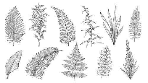 Forest plants sketch. Hand drawn grass and vintage botanical decorative collection, herbal and leaves design elements. Vector monochrome isolated set. Different tree branch foliage