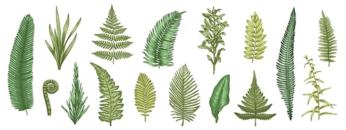 Fern leaves sketch. Forest plants colored hand drawn decorative design elements for invitation and greeting cards, herbal collection. Vector botanical set. Tropical natural summertime foliage
