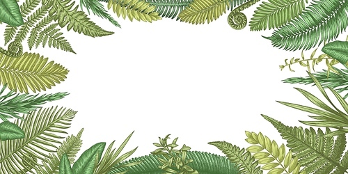 Fern background. Backdrop with hand drawn forest plants and rural herbs, floral and botanical decorative elements. Vector blank banner with space for text. Green foliage border or frame