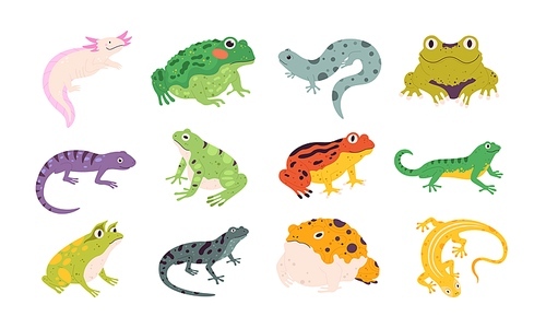 Tropical colorful decorative amphibian frogs, lizards and toads. Terrarium reptile animals, salamander, axolotl and newt. Frog vector set. Different fauna characters in wildlife or zoo