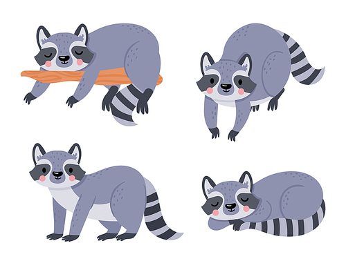 Cute cartoon baby raccoon, animal sleep and rest. Raccoon baby sleep and mascot lovely, vector illustration