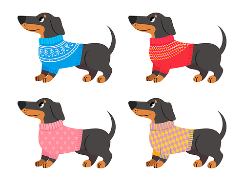 Collection of dachshund clothes, sweater for dogs. Dog dachshund sweater, animal drawing character, doggy adorable wearing. Vector illustration