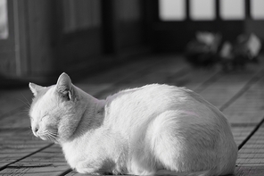고양이-필름사진