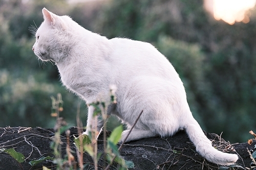 흰고양이