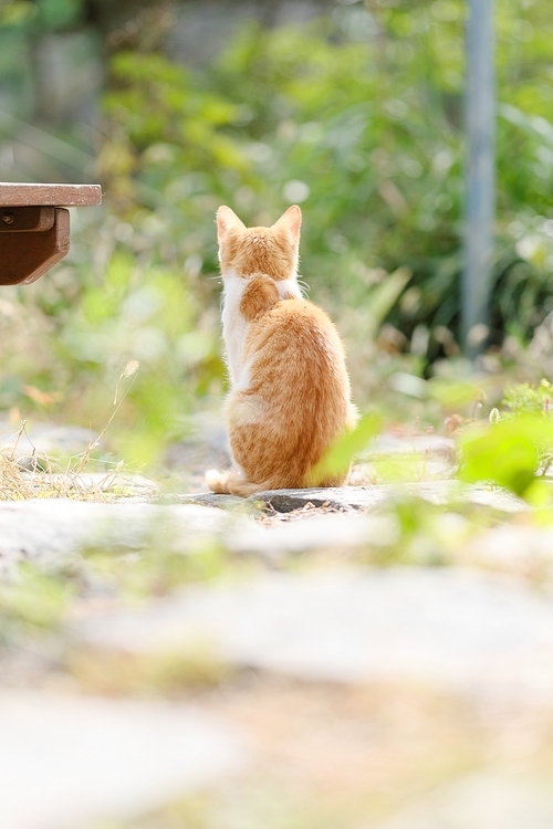 고양이