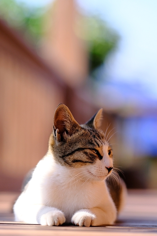 애기고양이