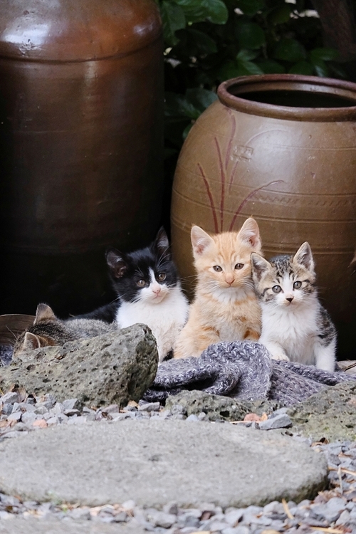 아기고양이 가족