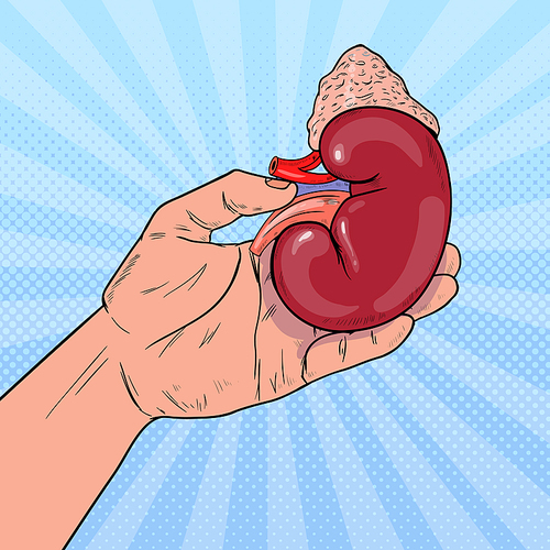 Pop Art Hand Holding Human Kidney. Organ Donation Transplantation. Vector illustration