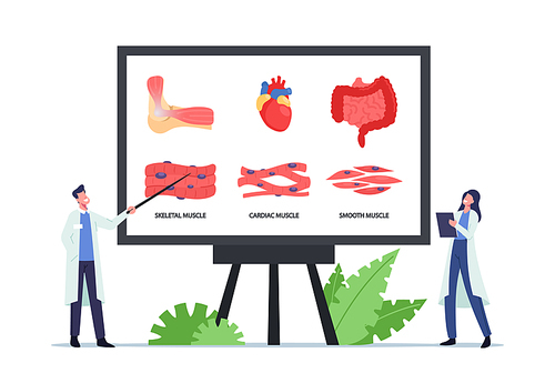Muscular Health Concept. Tiny Doctors Characters at Huge Board with Infographics Presenting Skeletal, Cardiac and Smooth Musculature. Medicine, Muscles Anatomy. Cartoon People Vector Illustration