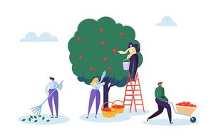 Farmer Woman Pick Apple Tree Harvest with Ladder. Character Harvesting Ripe Organic Fruit from Green Natural Tree. Country Garden Farm Landscape Flat Cartoon Vector Illustration