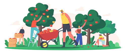 Characters Harvesting Apples in Garden or Orchard, Gardeners Collecting Fruit Crop, Ecological Healthy Farm Production. Seasonal Work, Agriculture, Autumn Harvest. Cartoon People Vector Illustration