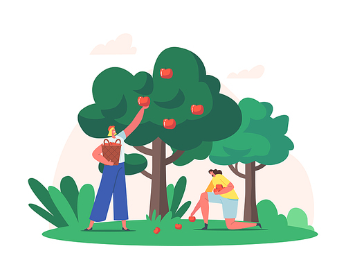 Women Harvesting Fruits in Garden. Farmers Pick Apples to Basket. Female Gardener Characters Collecting Ripe Apples from Tree in Orchard, Autumnal Crop, Agriculture. Cartoon Flat Vector Illustration
