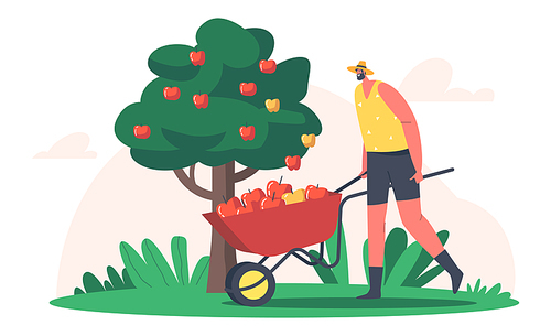 Seasonal Work on Farm. Man Farmer Pick Apple Harvest to Wheelbarrow in Orchard. Gardener Character Harvesting Ripe Fruits in Garden, Ecological Healthy Farm Production. Cartoon Vector Illustration