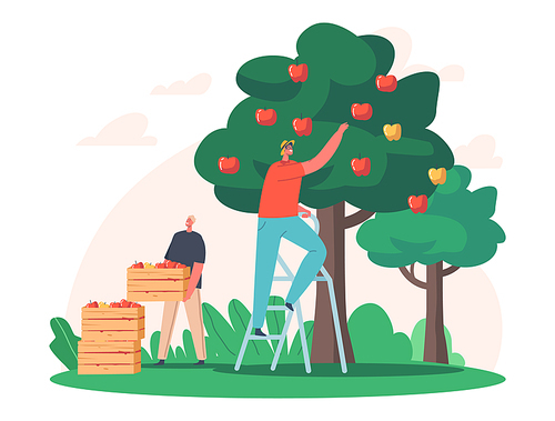 Men Farmer Pick Apples to Wood Boxes. Male Gardener Characters Harvesting Ripe Fruits from Green Tree in Country Garden, Ecological Organic Agriculture Production. Cartoon People Vector Illustration