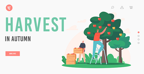 Autumn Harvest Landing Page Template. Men Farmer Pick Apples to Wood Boxes. Male Gardener Characters Harvesting Ripe Fruits from Green Tree in Country Garden. Cartoon People Vector Illustration