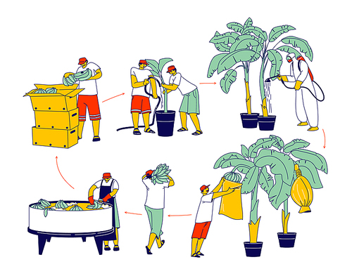 Labour Characters Working on Banana Plantation Watering, Fertilizing Palm Trees, Collecting Harvest, Washing, Sorting and Packing Crop into Boxes for Distribution. Linear People Vector Illustration