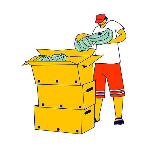Worker Packing Banana into Boxes on Plantation in Tropical Country. Labour Character Working Hard Growing, Care and Harvesting Fruits for Distribution Abroad, Seasonal Job. Linear Vector Illustration