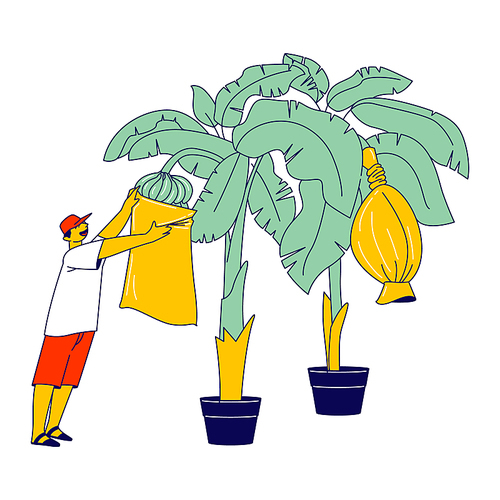Worker Collecting Seasonal Banana or Crop Harvest on Tropical Country Plantation. Labour Character Working Hard Growing, Care and Harvesting Fruits for Distribution Abroad. Linear Vector Illustration