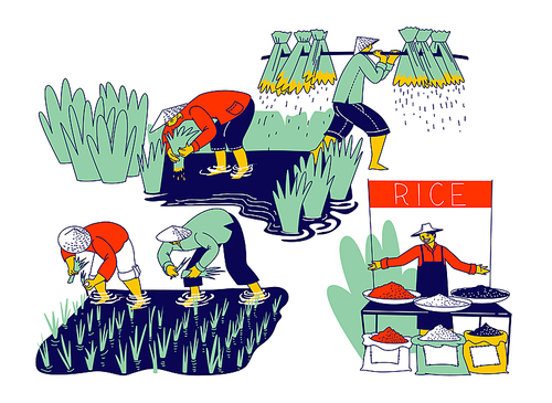 Farmers Characters Soaked with Water and Mud Planting and Grow Rice in Rainy Season. Farmer in Thailand or China Selling Different Types of Rice Grain on Market. Linear People Vector Illustration