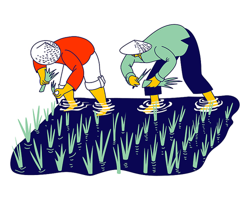 Chinese or Thailand Farmers Characters Soaked with Water and Mud Planting, Grow and Collecting Rice in Rainy Season. Workers in Thai or China Working on Field. Linear People Vector Illustration